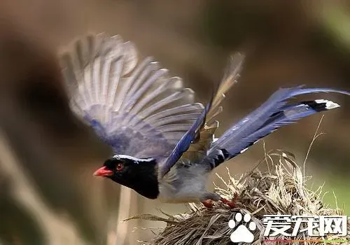 红嘴蓝鹊习性 红嘴蓝鹊的性情喜欢群居 | 红嘴蓝鹊
