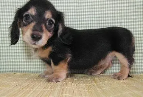 腊肠犬|我家腊肠犬过于肥胖该怎么减肥