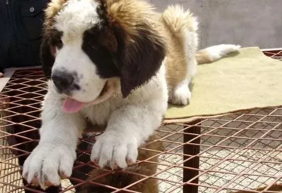 圣伯纳犬|刚满月的圣伯纳犬就得了皮肤病用什么药治疗好