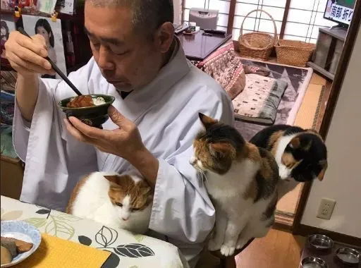 吃个饭压力好大！日本住持每天被爱猫包围 | 猫