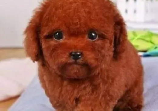 泰迪犬|用什么样的方法才能够吸引泰迪犬的注意力