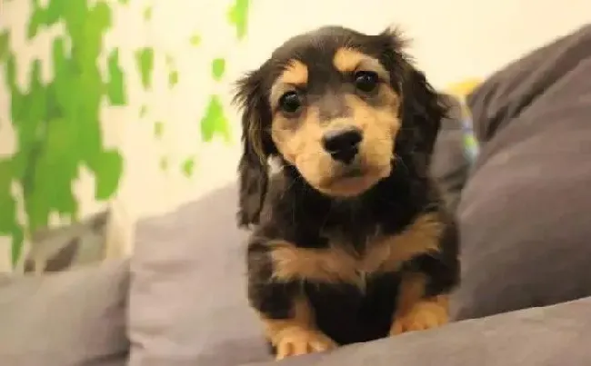 腊肠犬|不要错把腊肠犬的流泪当做深情款款