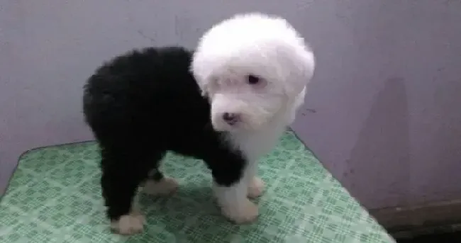 古代牧羊犬|古代牧羊犬狗瘟怎么治疗能康复