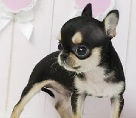 吉娃娃|吉娃娃犬等待以及走过来的训练