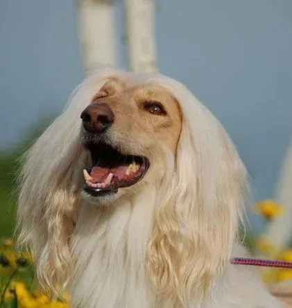 阿富汗猎犬吃什么 狗粮或者是狗饼干 | 阿富汗猎犬