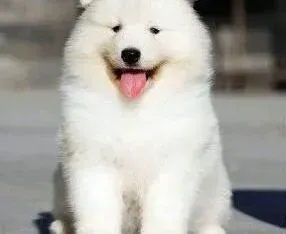 萨摩耶|萨摩耶犬必要的十二项训练课程介绍