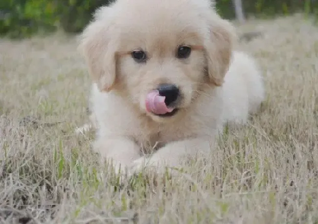 金毛|金毛犬一直没吃饭，鼻子干好像患上细小了能治好吗