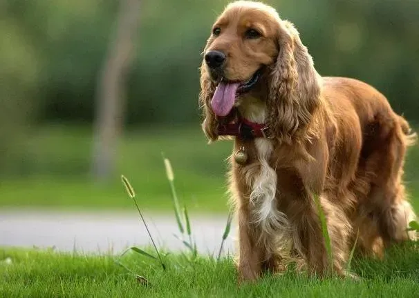 可卡犬|保健圣经之可卡犬患干眼病期间的护理原则