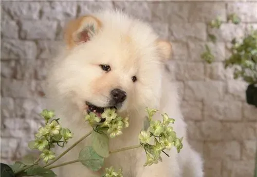 养松狮犬喂养注意事项 食料一定要适量 | 松狮犬