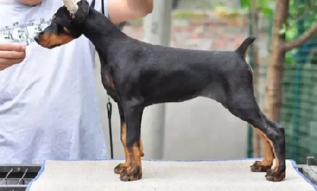 杜宾犬|杜宾犬很严重的掉毛是正常现象吗