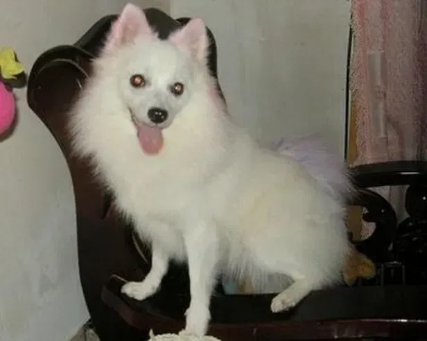 银狐犬|银狐犬患上肾结石的原因及预防方法