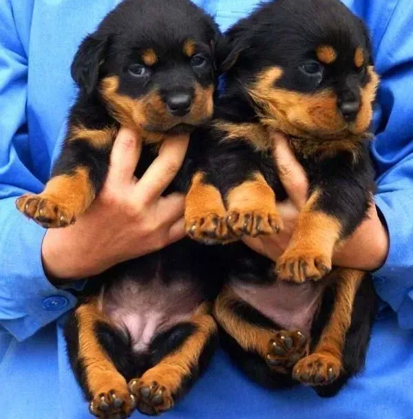 罗威纳犬|罗威纳犬高烧不退，精神萎靡是怎么了