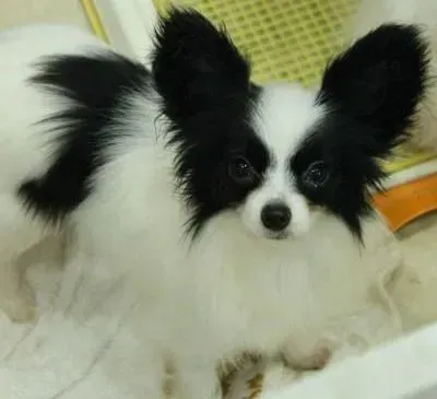 蝴蝶犬|蝴蝶犬就是轻微感冒一直不好怎么办