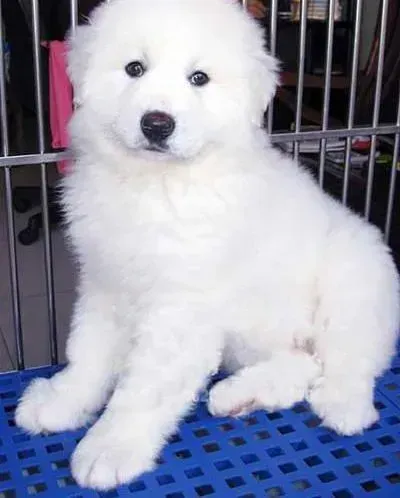 大白熊犬|大白熊犬这几天不吃东西，吐了两回没事吧