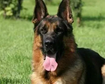 德国牧羊犬|德国牧羊犬最近总打喷嚏是怎么回事