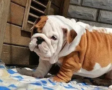 英国斗牛犬|斗牛犬最近吃什么吐什么这是怎么了