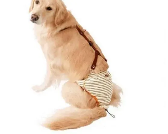 金毛|金毛犬漏尿原因