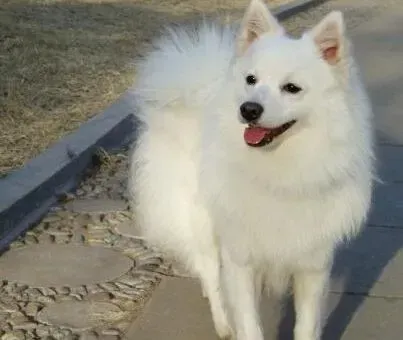 银狐犬|饮食之道 银狐犬可以食用水果吗