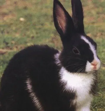 荷兰兔一日吃几餐 兔子忌食的东西 | 荷兰兔