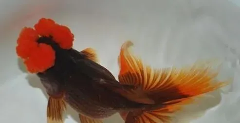 四绒球的喂食要点 要控制好喂食的频率