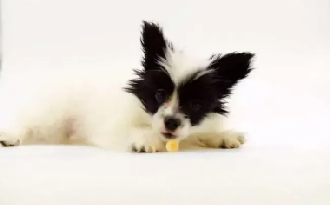 蝴蝶犬|蝴蝶犬消瘦大便带血丝如何是好