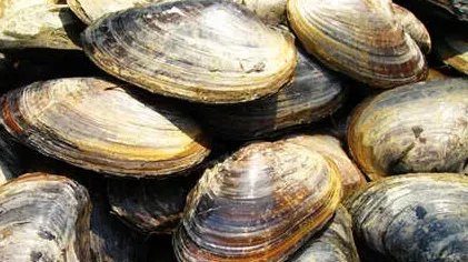 河蚌吃什么?摄入水分还有水草