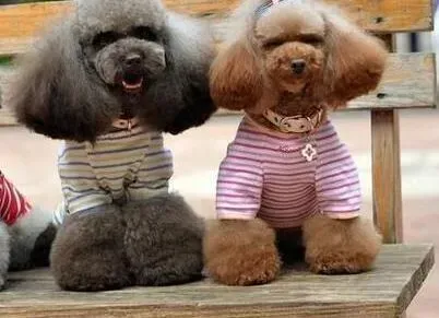 贵宾犬|刚出生的贵宾犬宝宝不会喝奶怎么办