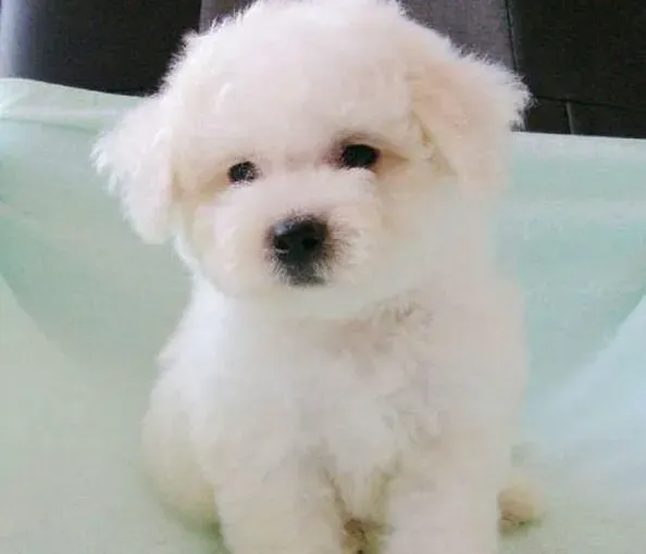 比熊犬|相处有道 如何建立与比熊犬之间的良好关系