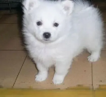 银狐犬|给银狐犬滴眼药水的小技巧