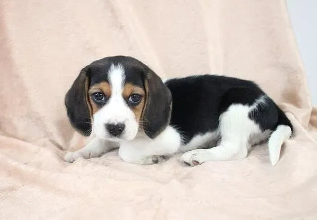 比格犬|给比格犬梳理被毛可建立你与狗狗的感情