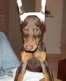 杜宾犬|杜宾犬最近总拉稀是怎么了