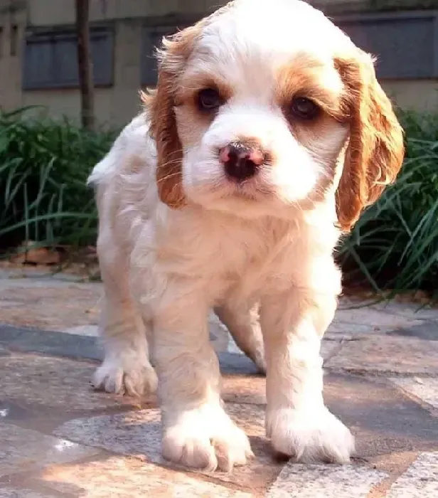 可卡犬|关于可卡犬幼犬的饲养原则