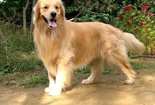 金毛|简述狗狗领地感 了解金毛犬的生活习性