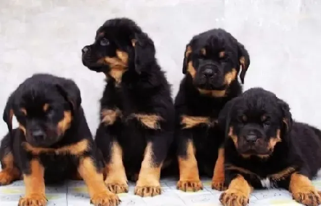 罗威纳犬|怎样让罗威纳犬集中注意力的接受训练