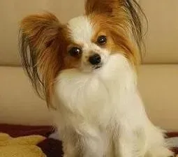 蝴蝶犬|有效解决蝴蝶犬厌食的四个小方法