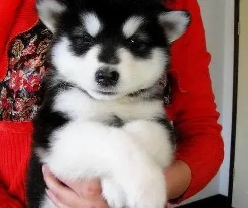阿拉斯加犬|去除阿拉斯加雪橇犬体臭的好妙招
