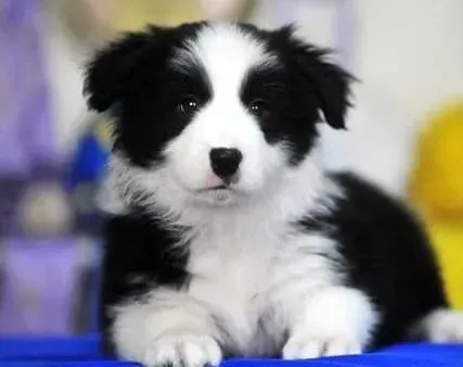 边境牧羊犬|什么原因造成了边境牧羊犬那么能吃