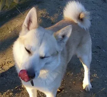 挪威布哈德犬的寿命 大概在12-15年左右 | 挪威布哈德犬