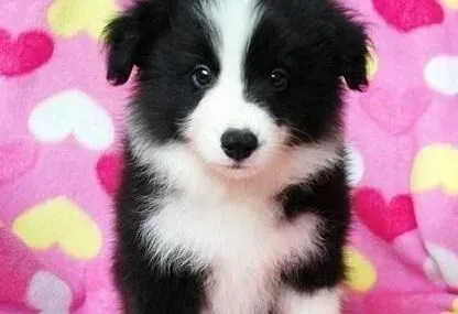 边境牧羊犬|边境牧羊犬洗完澡就开始拉稀、呕吐是不是感冒了