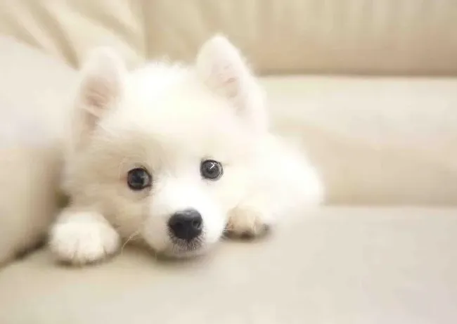 银狐犬|训练银狐犬的基本要领有哪些