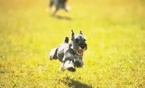 雪纳瑞|改掉狗狗攻击性 正确训练和引导雪纳瑞