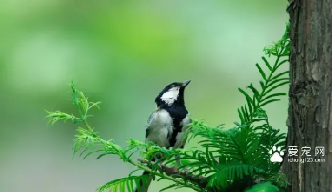 怎么判断宠物鸟的年龄有多大 | 