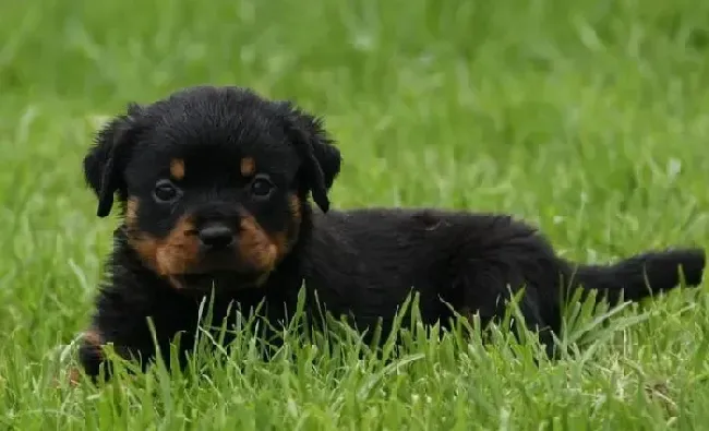 罗威纳犬|罗威纳犬患上皮肤病，掉毛有皮屑怎么办