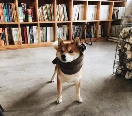 柴犬耳朵有豁口 柴犬耳朵有豁口正常吗 | 柴犬