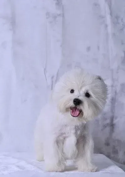 西高地|西高地螨虫身上有脓包结痂怎么治疗