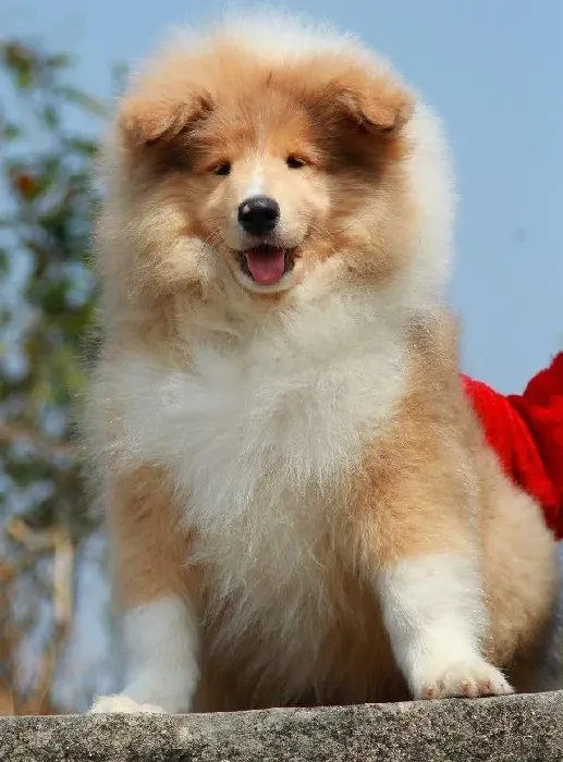 苏格兰牧羊犬|怎样才能成为苏格兰牧羊犬合格的主人