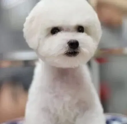 比熊犬|比熊犬和别的狗狗打架时主人要怎样阻止