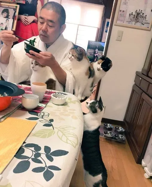 吃个饭压力好大！日本住持每天被爱猫包围