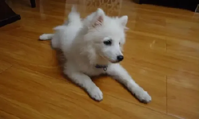 银狐犬|给银狐犬美容的时候要注意哪些问题