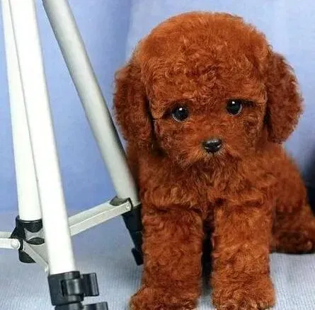 贵宾犬|贵宾犬毛发量少应该吃什么美毛粉